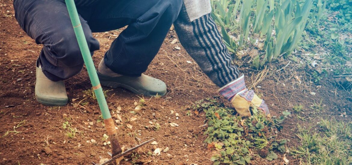 7-Les meilleures techniques pour désherber votre jardin sans produits chimiques