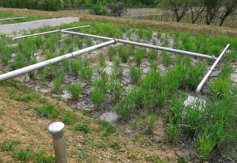 filtres plantés