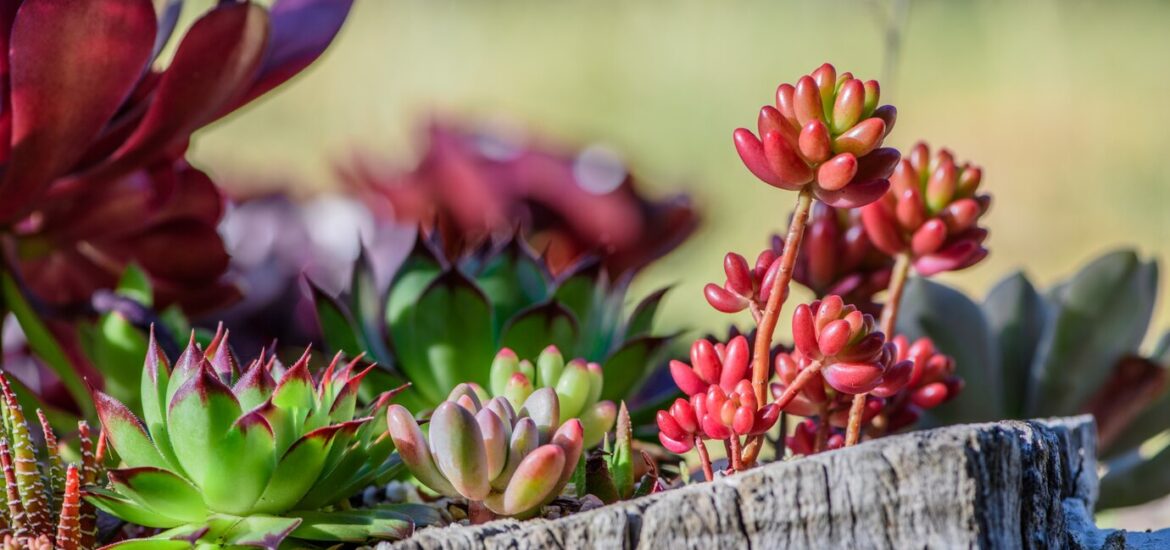10 plantes faciles d’entretien pour un jardin verdoyant sans efforts