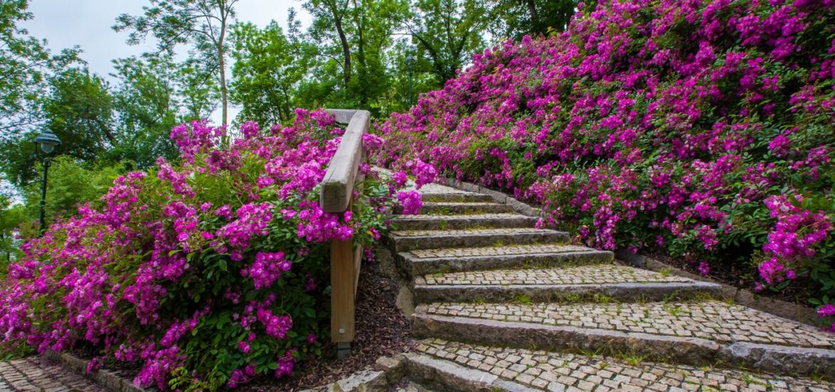 Comment choisir les plantes qui embelliront votre jardin en pente ?