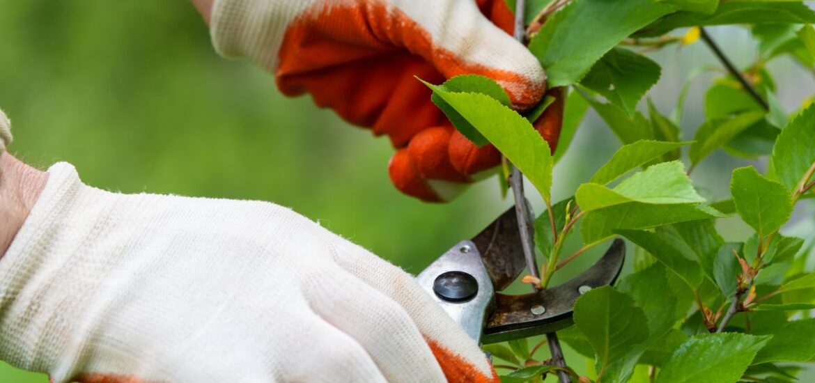 1-Élagage et taille des arbres
