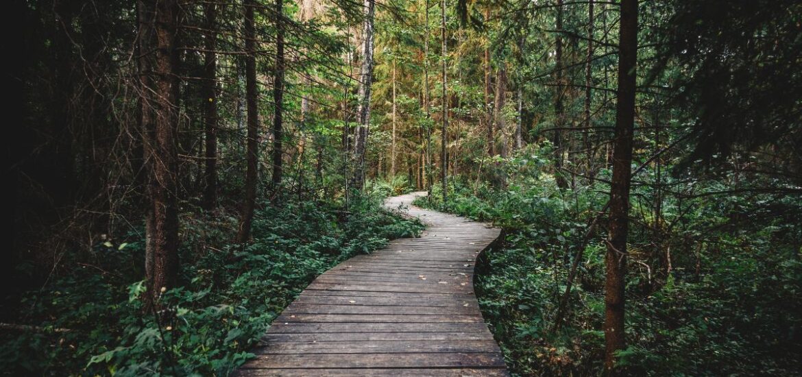 1-Réduisez l'entretien de votre chemin en pavés avec des techniques de gestion des mauvaises herbes