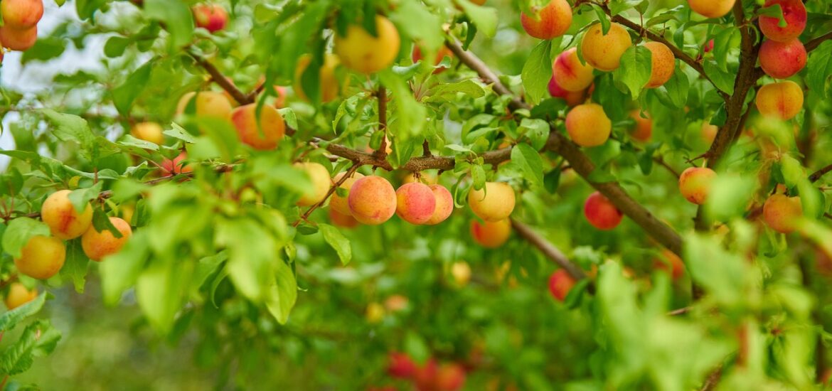 arbre fruitier